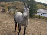 Caballo, Caballos — foto 4