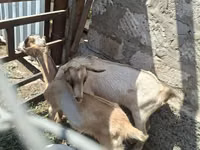 Ziegenbock, Alpine goat — Foto 3