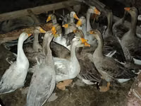 Geese — फ़ोटो 4