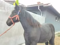 公马, Horses — 照片 2
