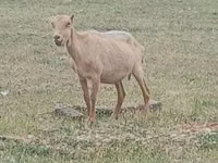Ziegenbock, Alpine goat — Foto 2