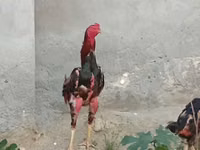 Chickens — Foto 3