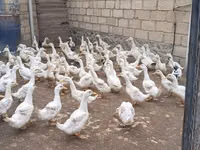 American Pekin — Foto 1