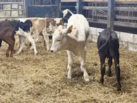 牛只（批次，未指定性别）, Cattle — 照片 4