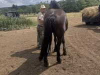 母马, Međimurje horse — 照片 5