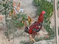 Chickens — Foto 4