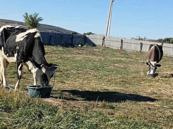 Үнээ, Russian Black pied cattle