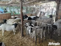 公羊, Dorper sheep — 照片 3