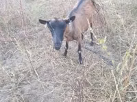 Ямаа, Alpine goat — 2 зураг