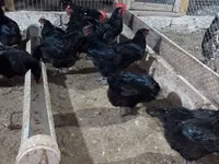 Australorp — Foto 1