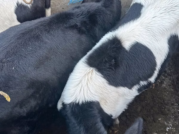 गाय, Russian Black pied cattle