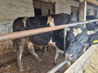 Бух, Russian Black pied cattle — 2 зураг