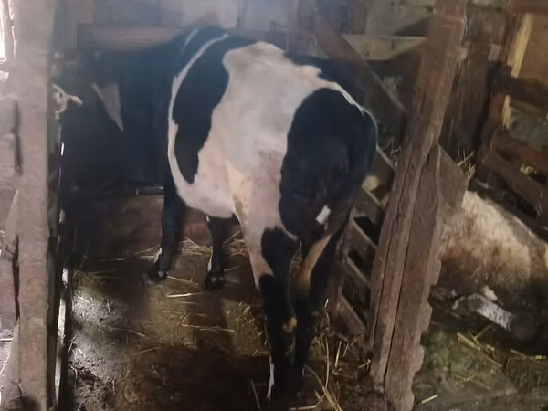 母牛, Russian Black pied cattle