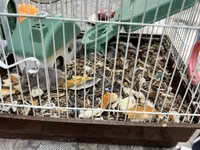 Hamster qəfəsi – tam dəst

15 ədədi qab qaşıg satıram — 3 зураг