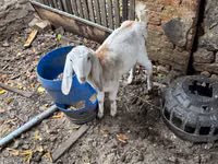 बकरी, Nubian Goat — फ़ोटो 5