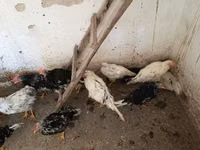 Chickens — الصورة 4