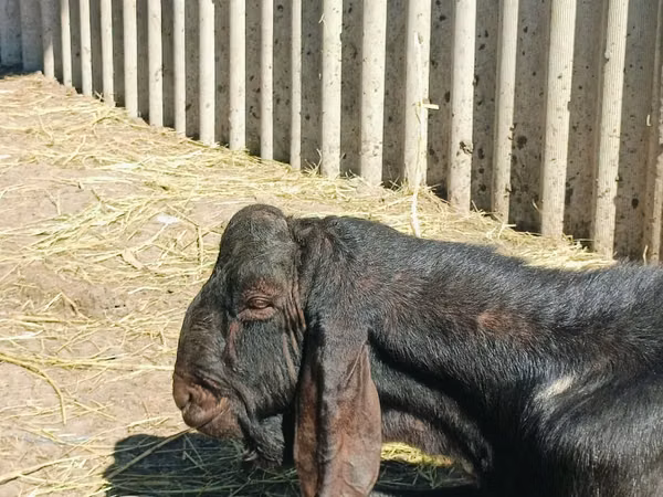 बकरा, Kamori goats