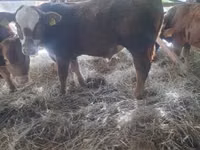 Toro, Vaca Limousin — foto 2