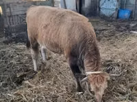 Cow, Cattle — photo 1