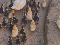 Ducks — 照片 2