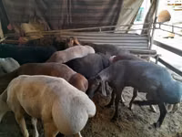 Ram, Sheep — photo 5
