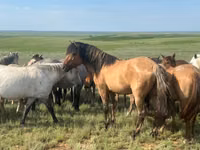 Caballo, Mugalzhar horse — foto 4