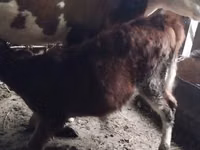 गाय, Simmental cattle — फ़ोटो 3