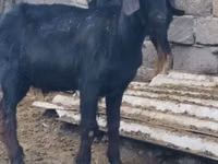 Ямааны ухна, Anatolian Black goats — 4 зураг