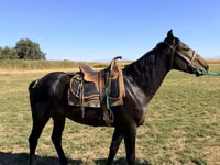 Адуу, Karachay horse — 3 зураг