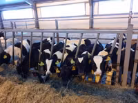 गाय, Russian Black pied cattle — फ़ोटो 6