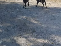 Cabra, Nubian Goat — foto 7