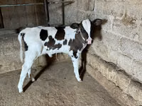 بقرة, Russian Black pied cattle — الصورة 3