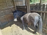 公马, Horses — 照片 2