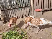 Turkeys — photo 3