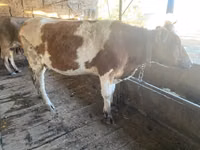 بقرة, Simmental cattle — الصورة 7