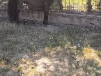 Caballo, Australian Pony — foto 1