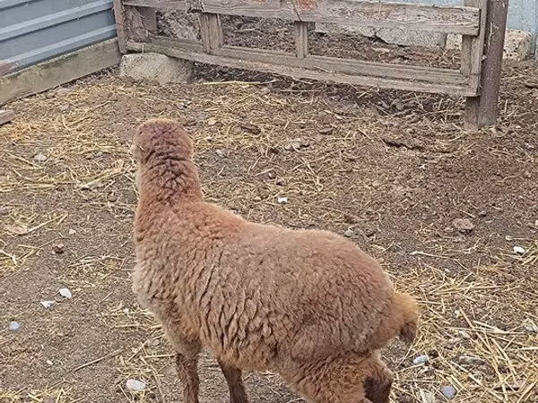 母羊, Sheep