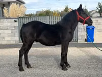 Caballo, Caballos — foto 4