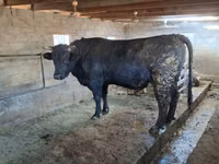 ثور, Swiss cattle — الصورة 3