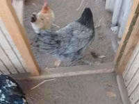 Chickens — الصورة 7