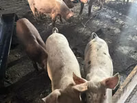 Sow, Pigs — photo 1