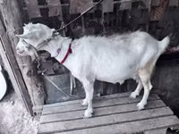 बकरी, Saanen goat — फ़ोटो 3