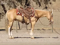 Hengst, Quarter Horse — Foto 3