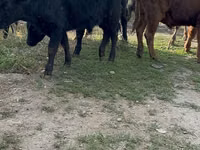 Bulle, Aberdeen-Angus — Foto 4
