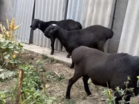 Ram, Sheep — photo 5