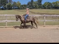 母马, Kentucky mountain daddle horse — 照片 6