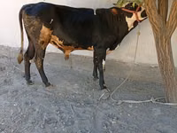 Бух, Russian Black pied cattle — 3 зураг