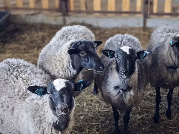 Хонь, Romanov sheep