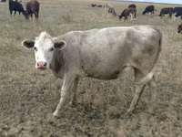 Cow, Red Polled Cow — photo 5