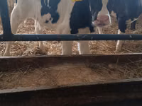 Bull, Russian Black pied cattle — photo 4
